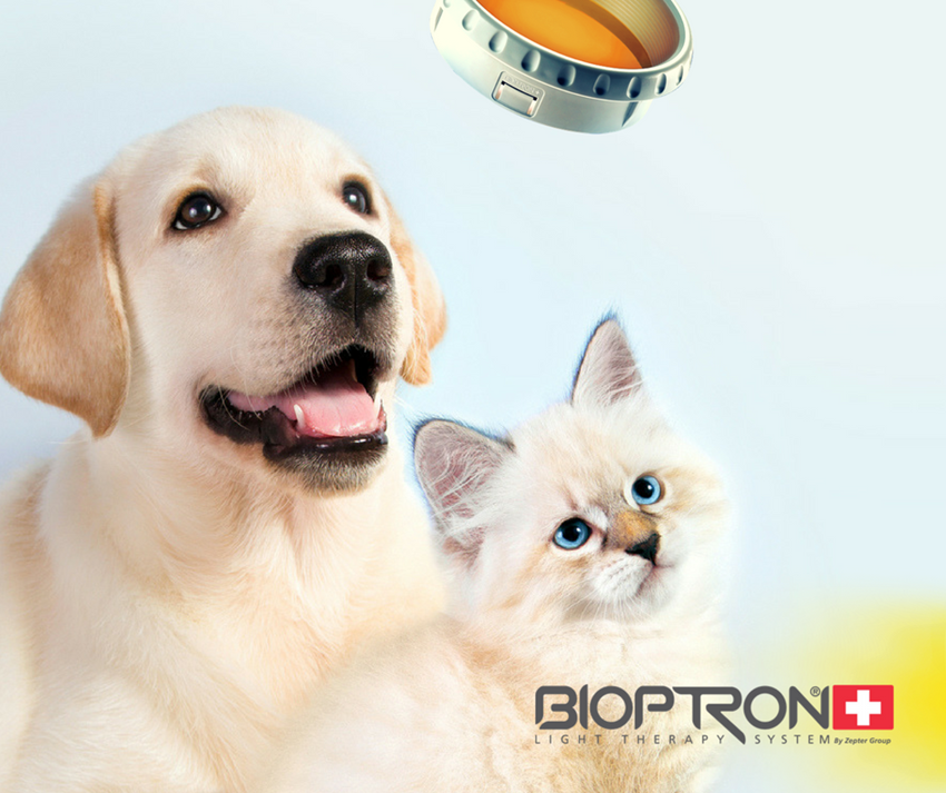 Bioptron hyperpolarizované svetlo vo veterinárnej medicíne